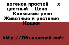 котёнок простой 3 - х цветный  › Цена ­ 10 - Калмыкия респ. Животные и растения » Кошки   